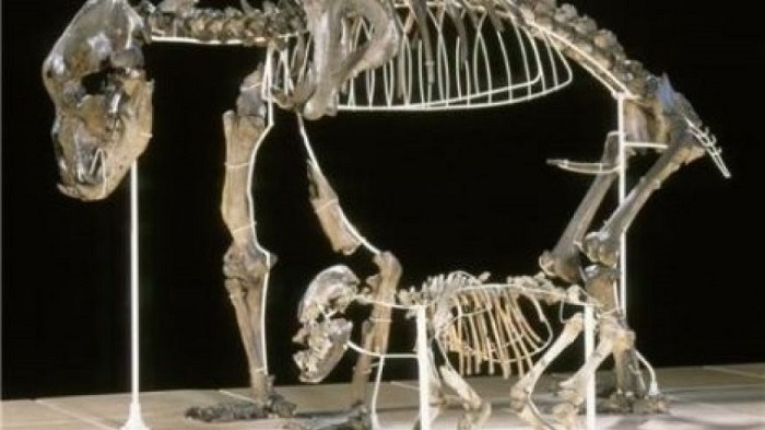 Did cave bears go extinct because they were vegan?